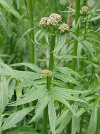 Valerian in Flower