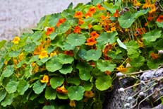 Nasturtiums in the garden